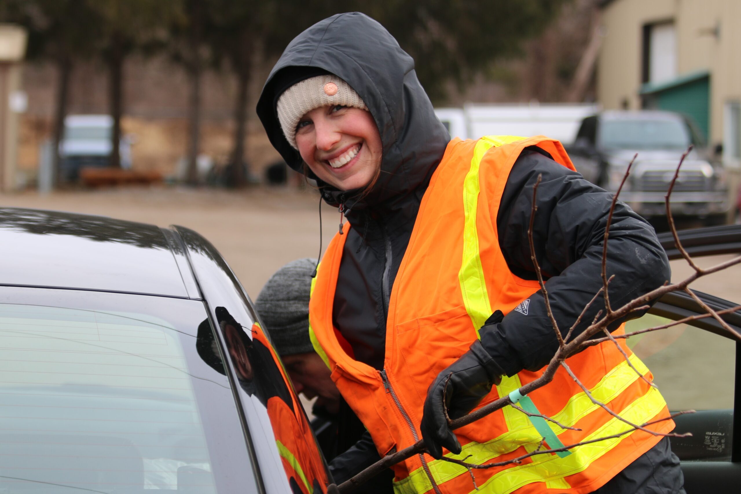 Person in orange vest puts tree sapling into car