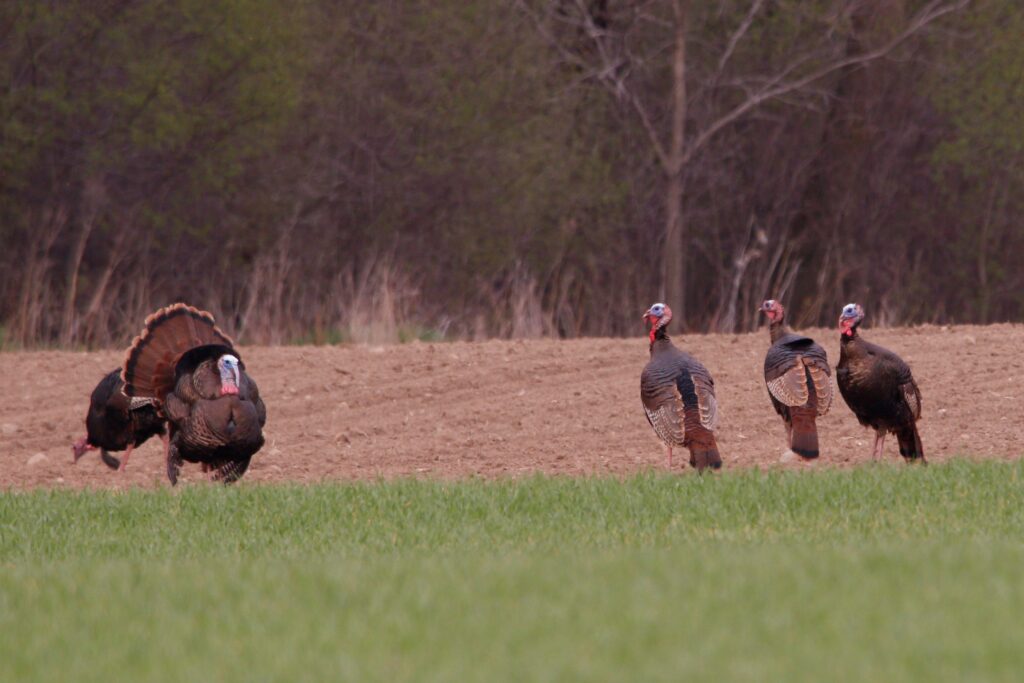 Wild turkeys