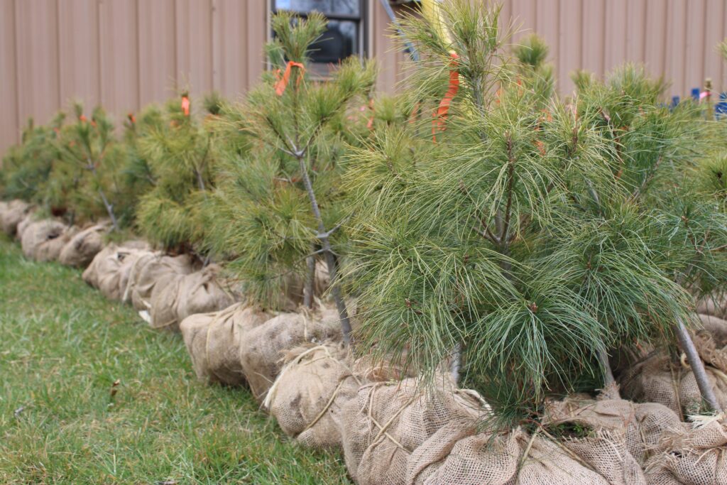 Ball and burlap trees
