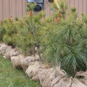 Ball and burlap trees