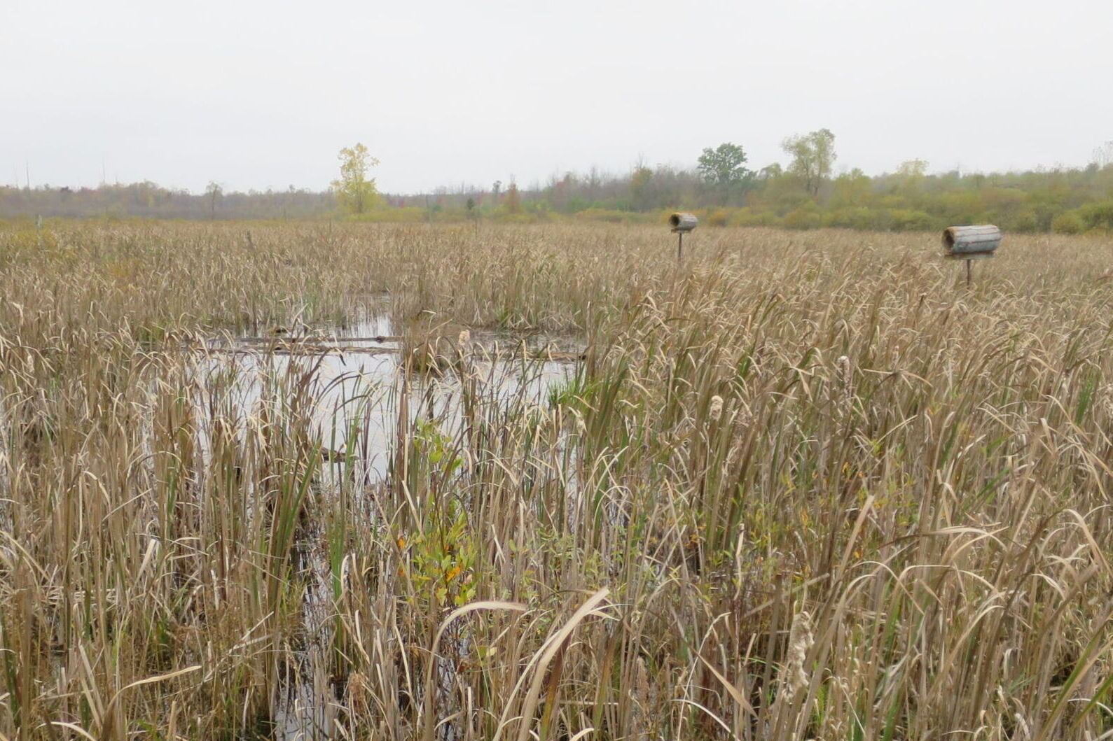 Wetland